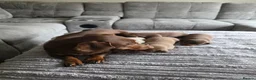 Miniature Dachshund dogs for sale: KC REGISTERED Minature dachshund puppies - Advert 2