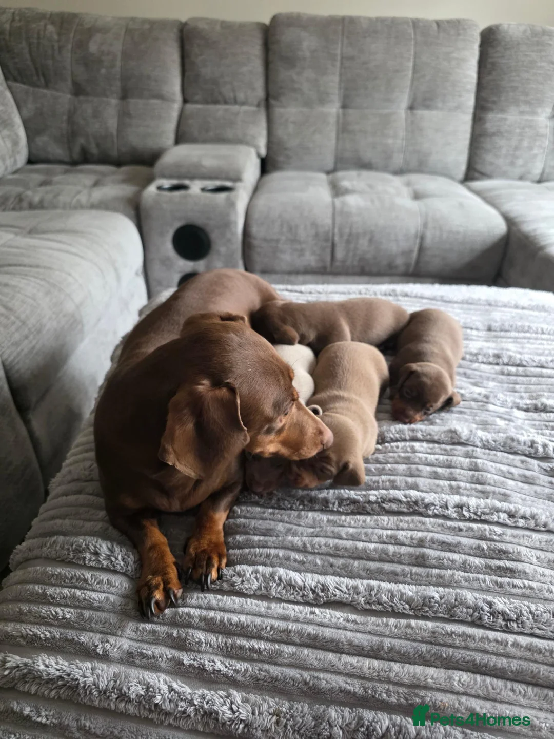 Miniature Dachshund dogs for sale: KC REGISTERED Minature dachshund puppies - Advert 2