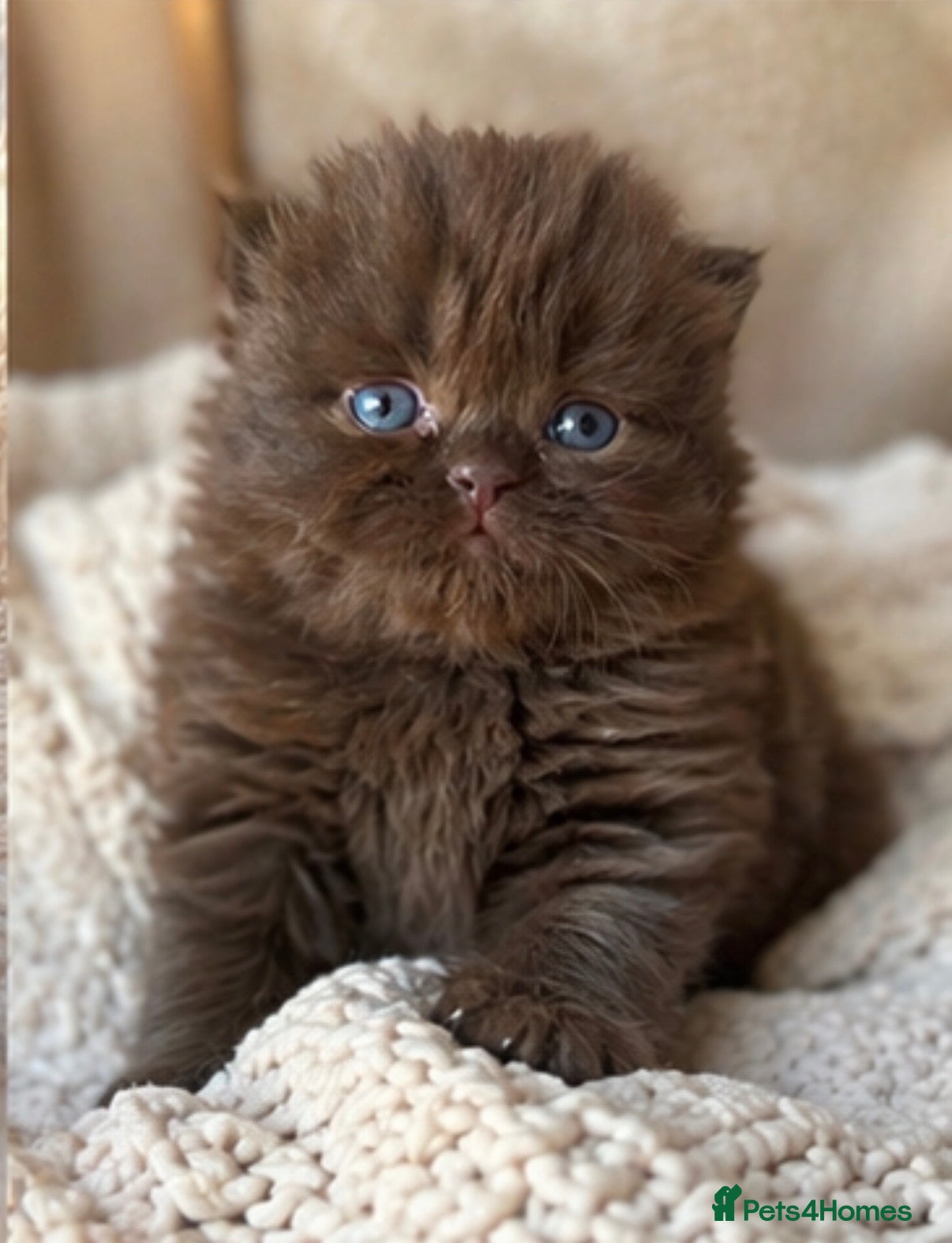 British Shorthair cats 🐾Stunning kittens 🐾 - Advert 1