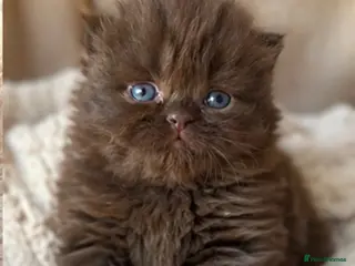 British Shorthair cats 🐾Stunning kittens 🐾 - Advert 1