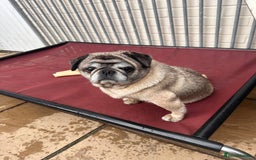 Pug dogs for sale: Older pug looking for loving home  - Image 2