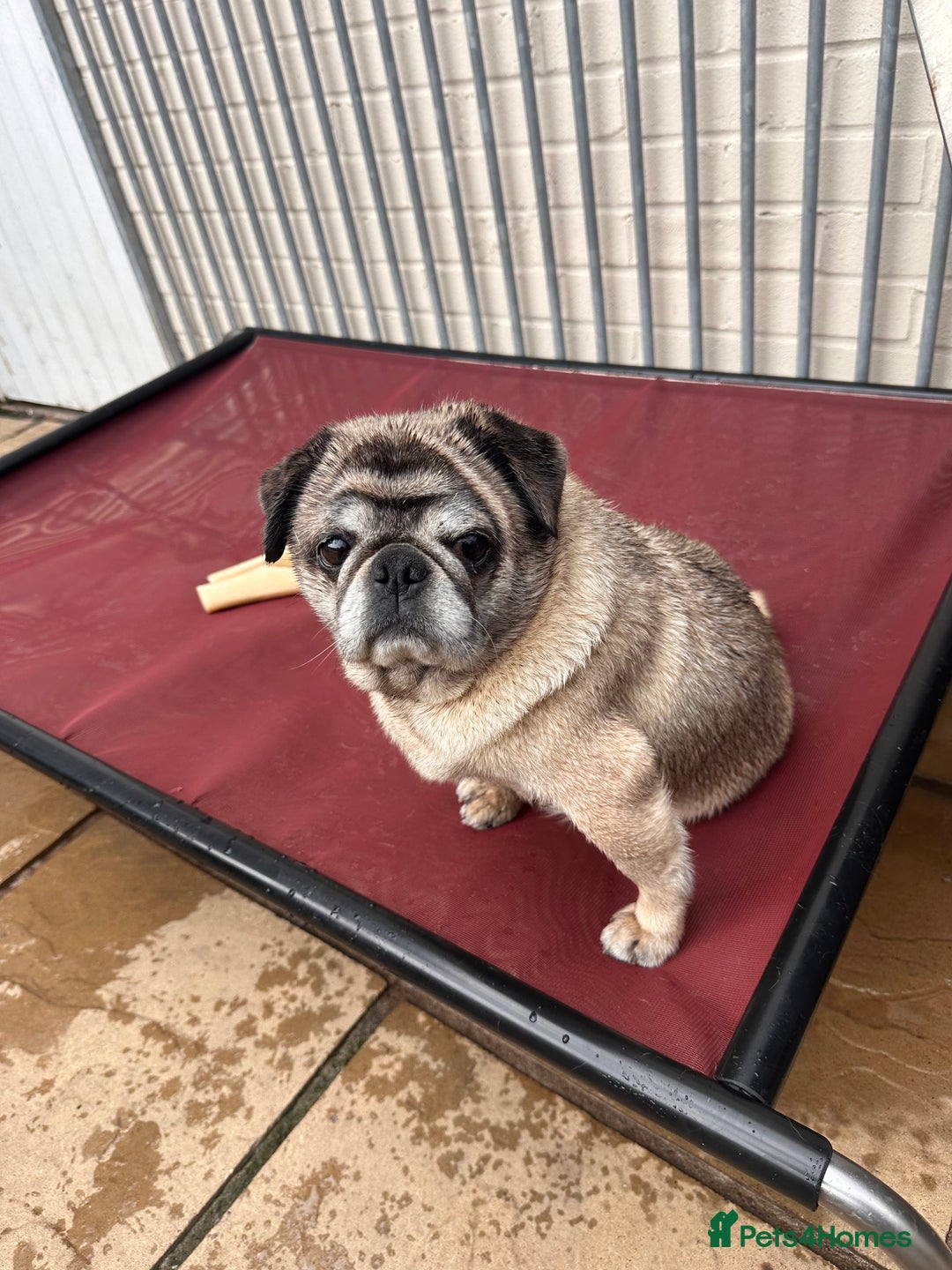 Pug dogs for sale: Older pug looking for loving home  - Image 2