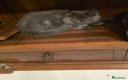 Siberian cats for sale: Beautiful Siberian Kittens – 2.5 Months Old - Image 10