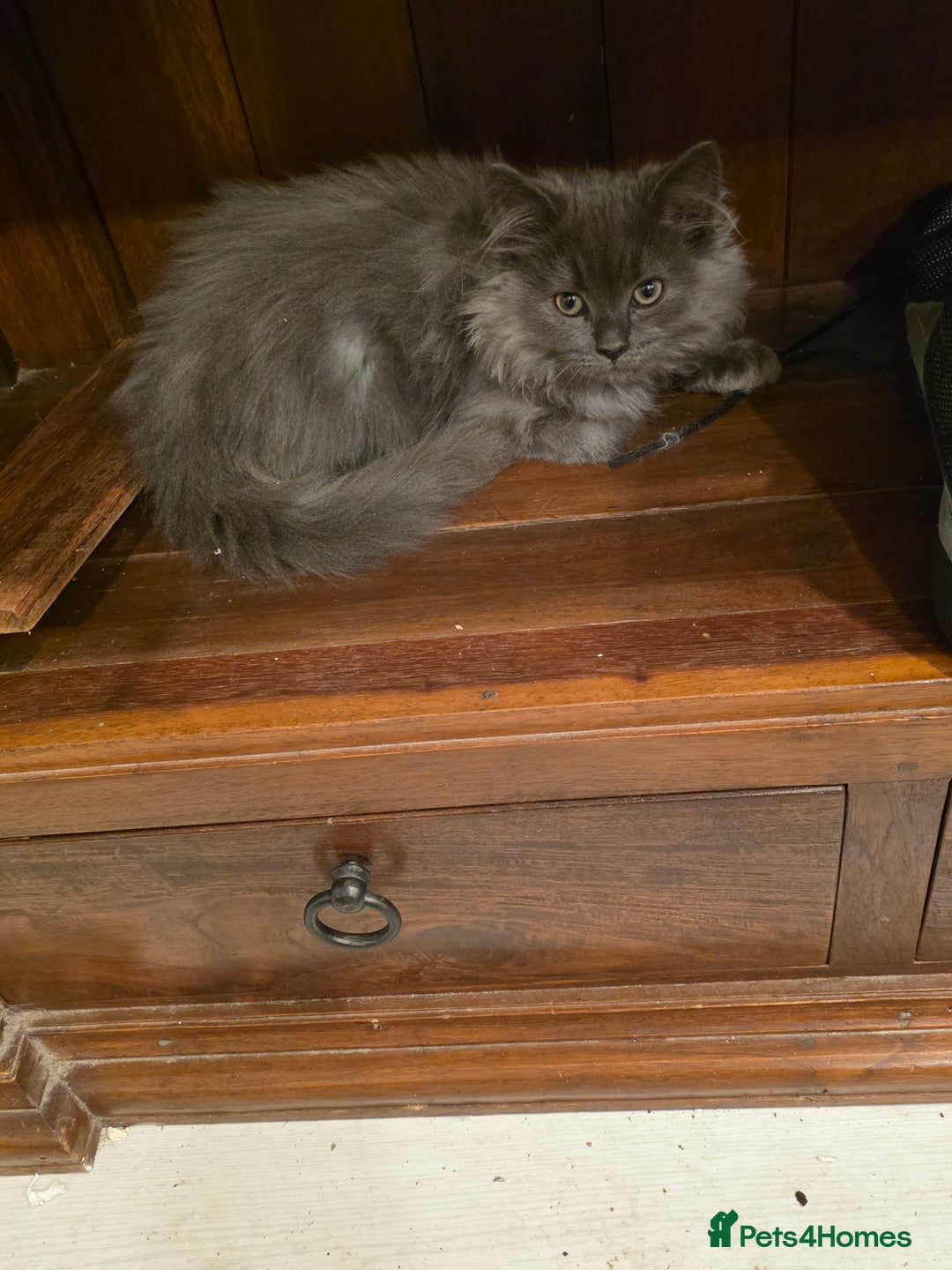 Siberian cats for sale: Beautiful Siberian Kittens – 2.5 Months Old - Image 10