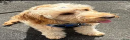 Cockapoo dogs for sale: Teddy - 1 year old male cockapoo  - Advert 11