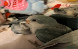 Parakeets birds for sale: Baby Quaker parrots boys and girls available  - Image 3
