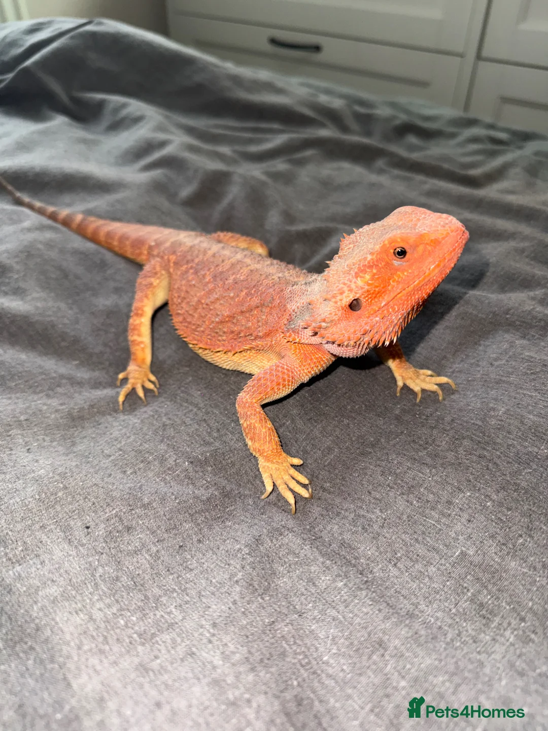 Bearded Dragon reptiles for sale: Pebbles the Beardy - Advert 2