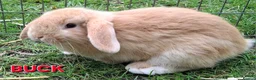 Mini Lop rabbits for sale: Mini Lop Rabbits **Ready to leave 12th May** - Advert 8