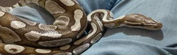 Python Snake reptiles for sale: Caramel ball python  - Advert 5