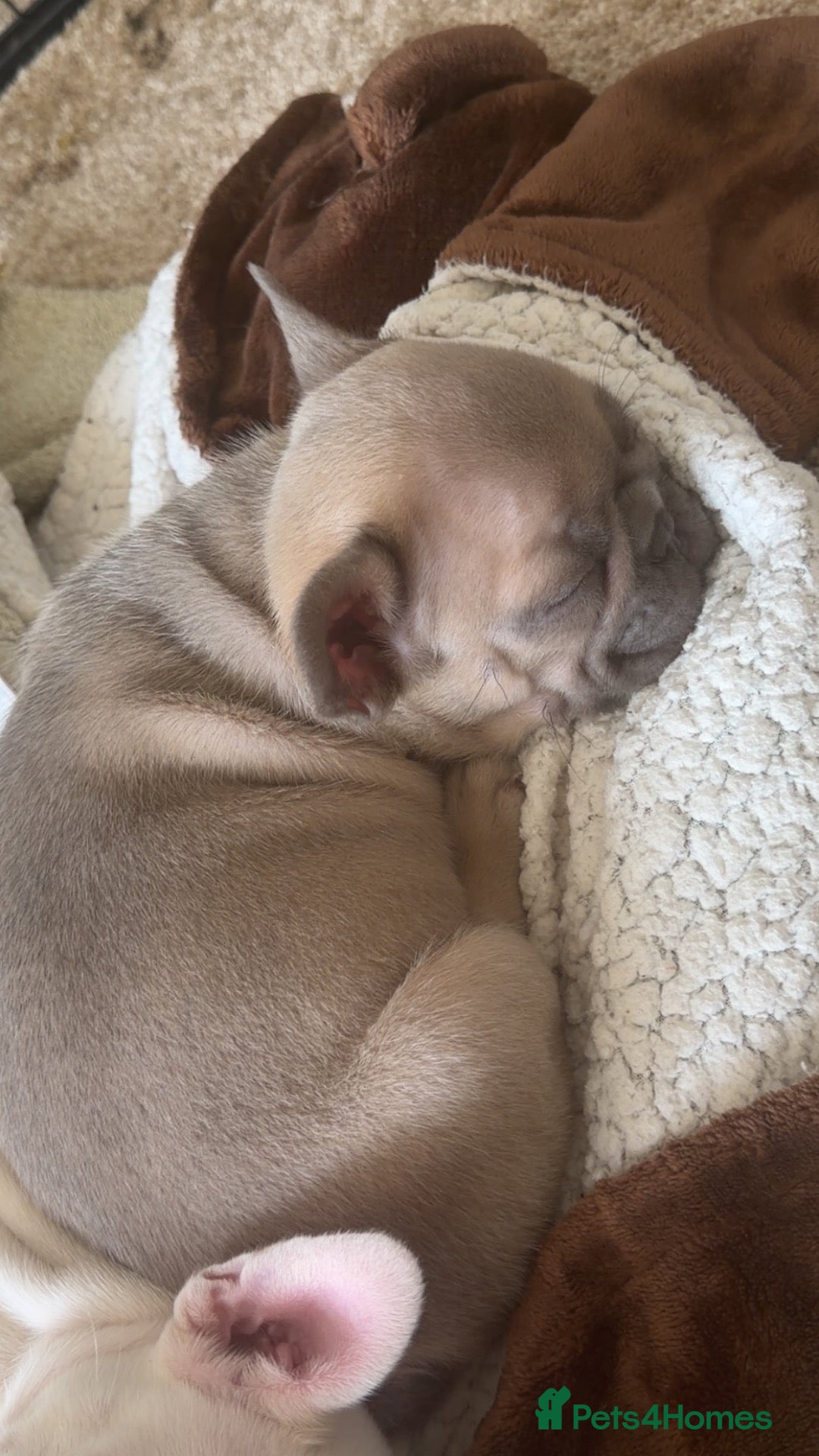French Bulldog dogs 10week old French bulldog pups x3 (2male/1female) - Advert 3