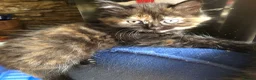 Mixed Breed cats for sale: Healthy playful kittens - Advert 8