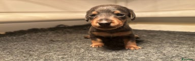 Miniature Dachshund Female Purple