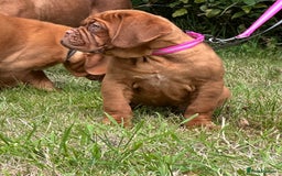Dogue De Bordeaux dogs for sale: French mastiff pups  - Image 2