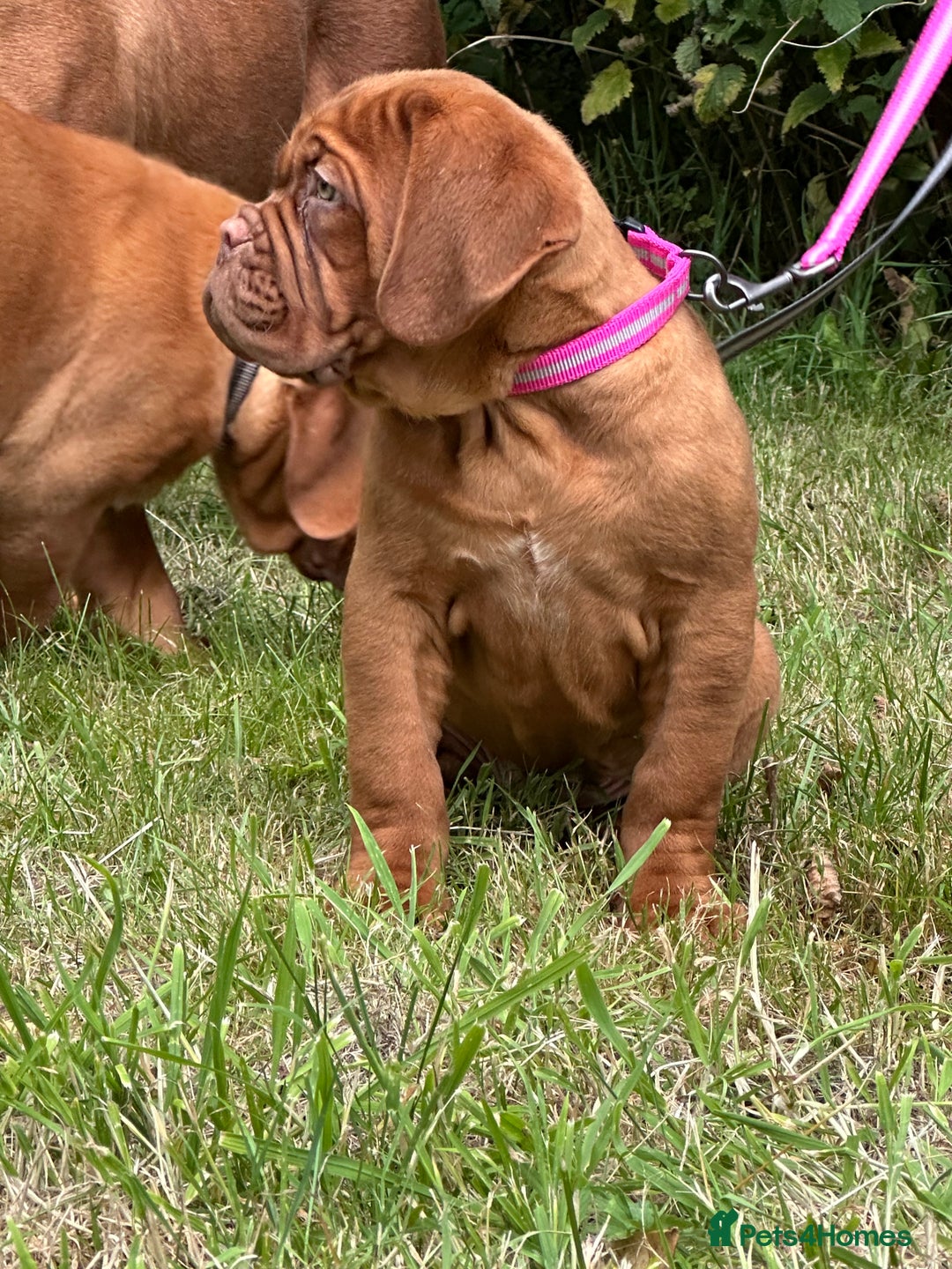 Dogue De Bordeaux dogs for sale: French mastiff pups  - Image 2