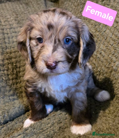 Mixed Breed dogs - Advert 16