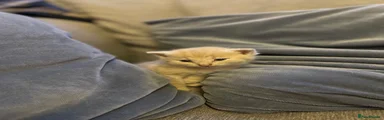 Abyssinian 8