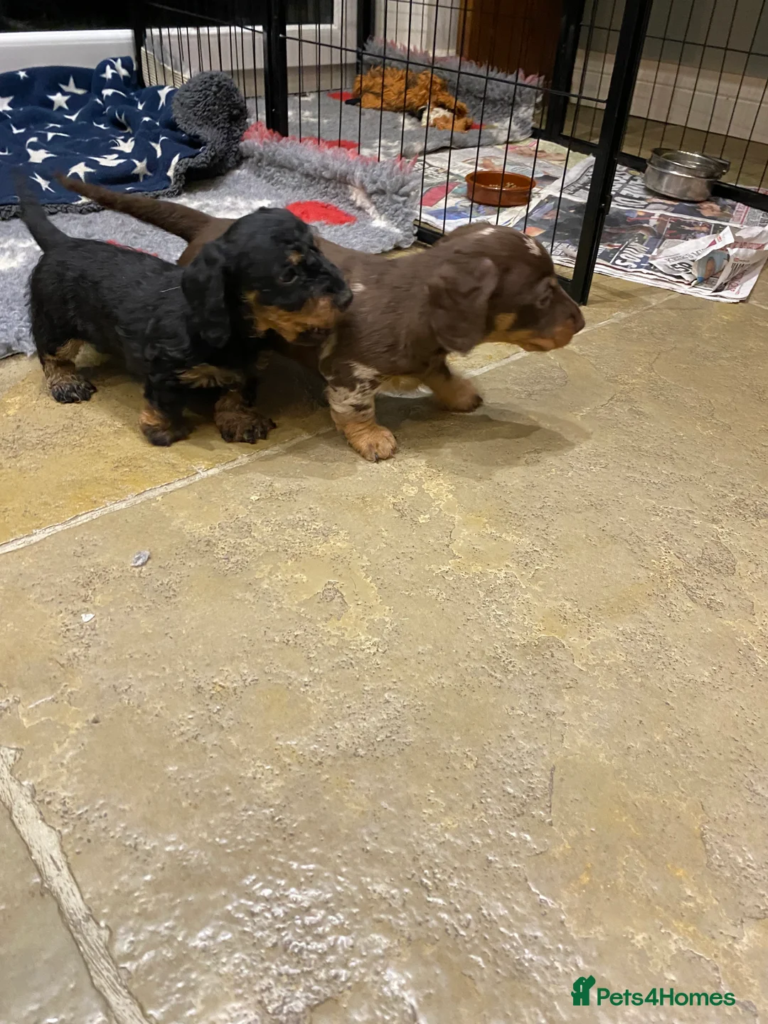 Miniature Dachshund dogs for sale: Miniature Wire-Haired Dachshund ready 18 March   in Llandovery - Advert 5