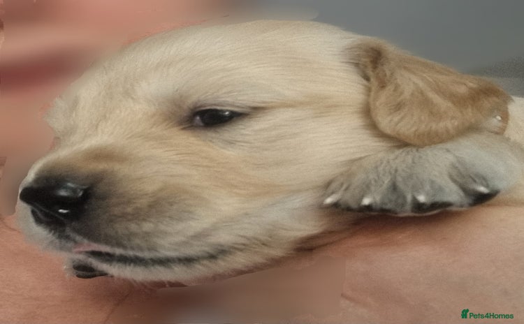 Golden Retriever dogs - Advert 16