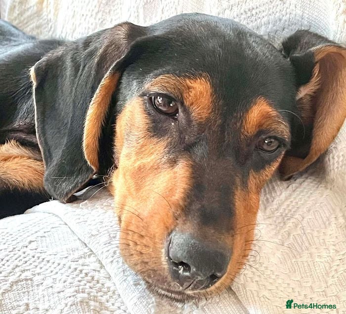 Mixed Breed dogs Sweet 5 months old Alice - Advert 1