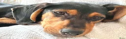 Mixed Breed dogs for adoption: Sweet 5 months old Alice - Advert 10