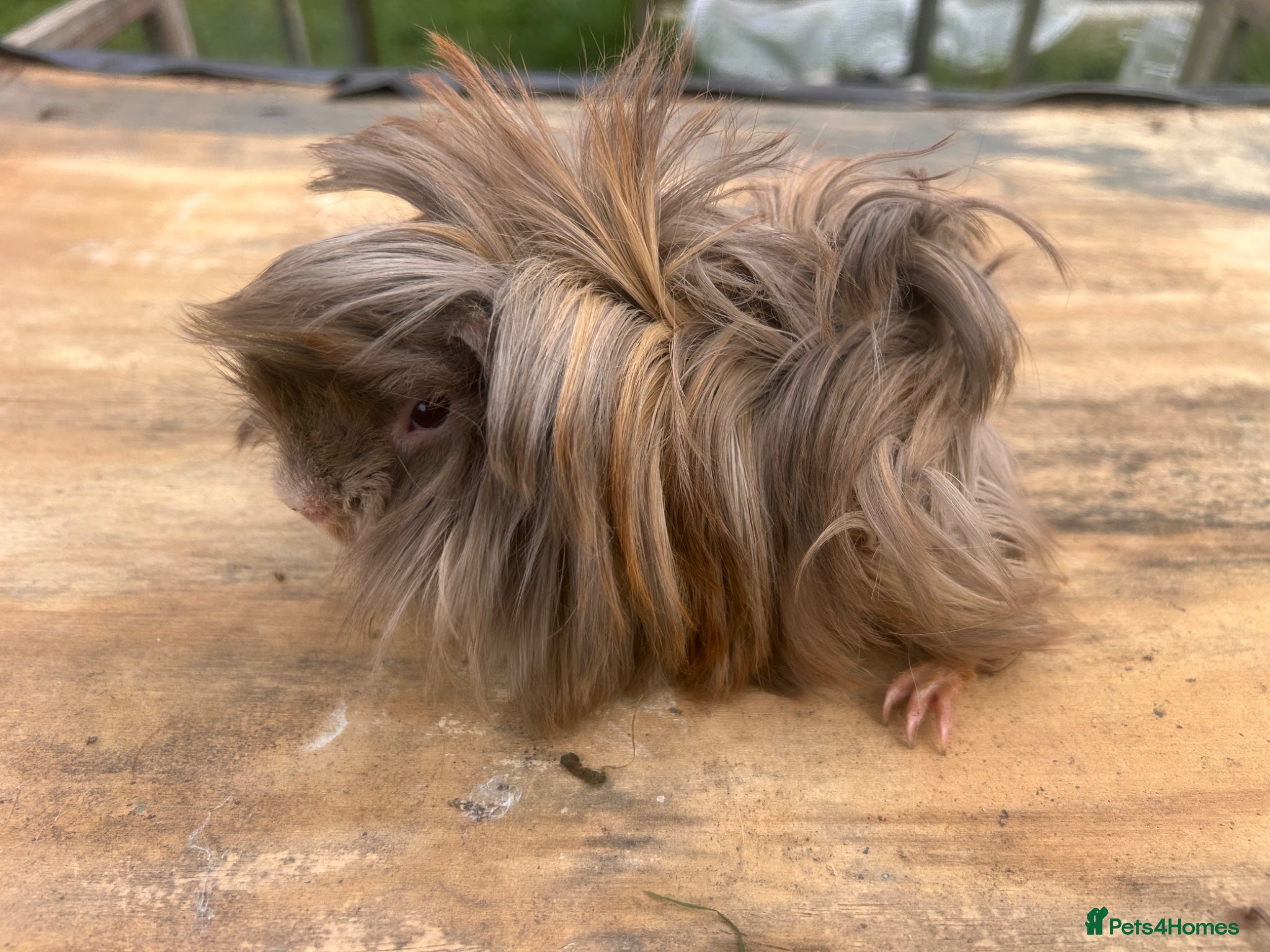 Guinea Pig rodents Beautiful long haired guinea pigs to reserve  - Advert 1
