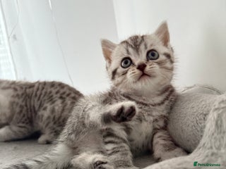 Scottish Fold cats 🐾 Adorable Scottish Straight kittens - Advert 5