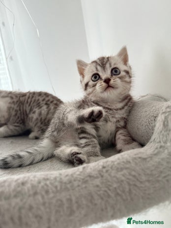 Scottish Fold cats 🐾 Adorable Scottish Straight kittens - Advert 1