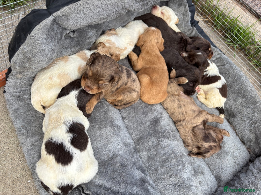Cocker Spaniel dogs for sale: 🌟 cocker spaniel puppies 🌟 - Image 11