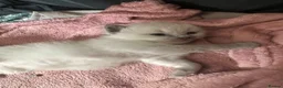 Ragdoll cats for sale: One handsome ragdoll boy kitten  for sale  - Advert 7
