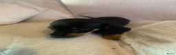 Dachshund dogs for sale: 5 dachund puppies for sale 2 boys 3 girls - Advert 23