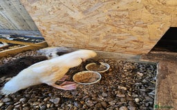 Ducks poultry for sale: 2 Muscovy ducks and 1 Indian runner duck - Advert 2