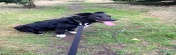 Border Collie dogs for sale: Border collie  in Stoke-on-Trent - Advert 2