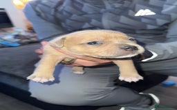 Staffordshire Bull Terrier dogs for sale: Staffordshire Bull Terrier Puppies – Rare colours - Image 9