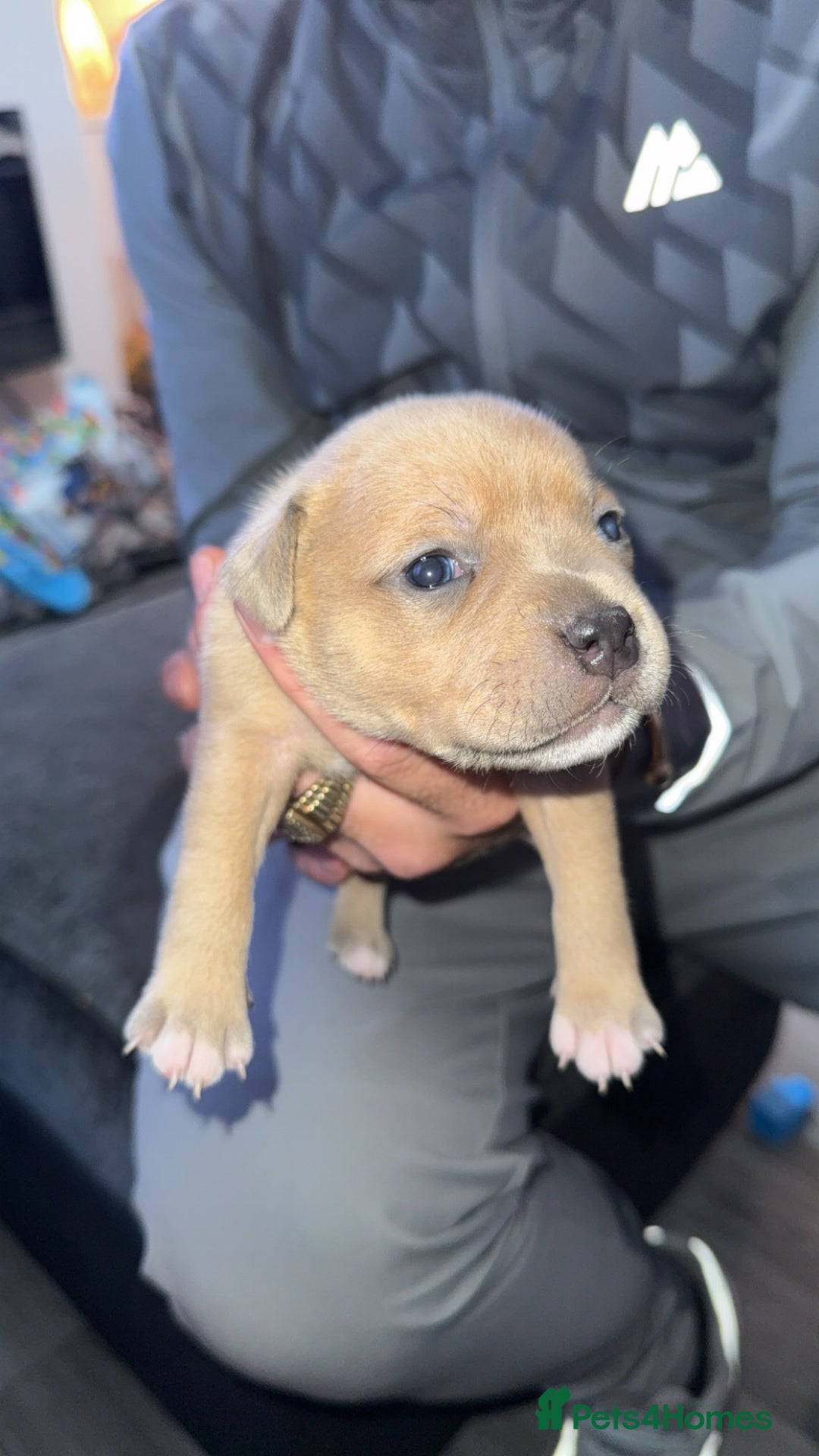 Staffordshire Bull Terrier dogs for sale: Staffordshire Bull Terrier Puppies – Rare colours - Image 9