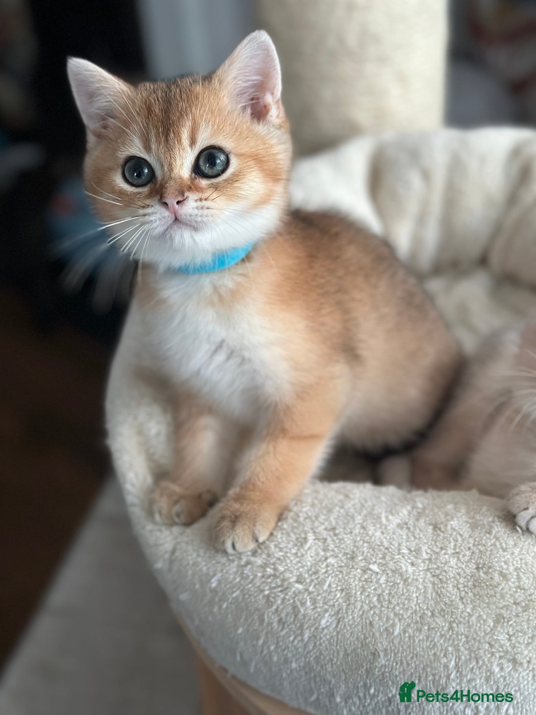 British Shorthair cats for sale: ‼️READY NOW‼️ 2 kittens left  - Advert 28