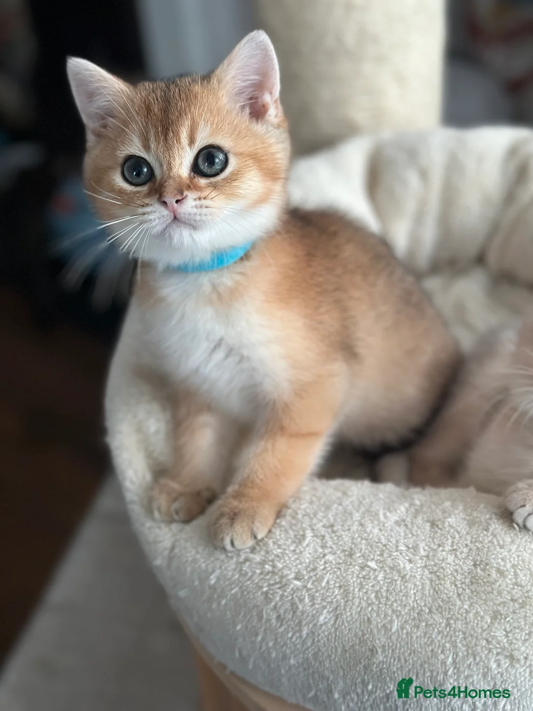 British Shorthair cats for sale: ‼️READY NOW‼️ - Advert 28