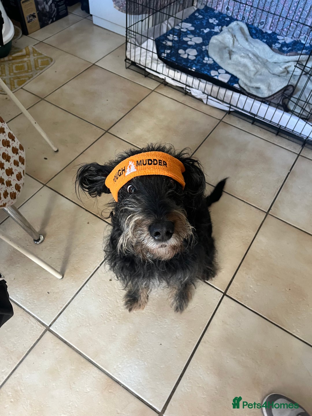 Cockapoo dogs for sale: Loving boy needs a home - Image 9