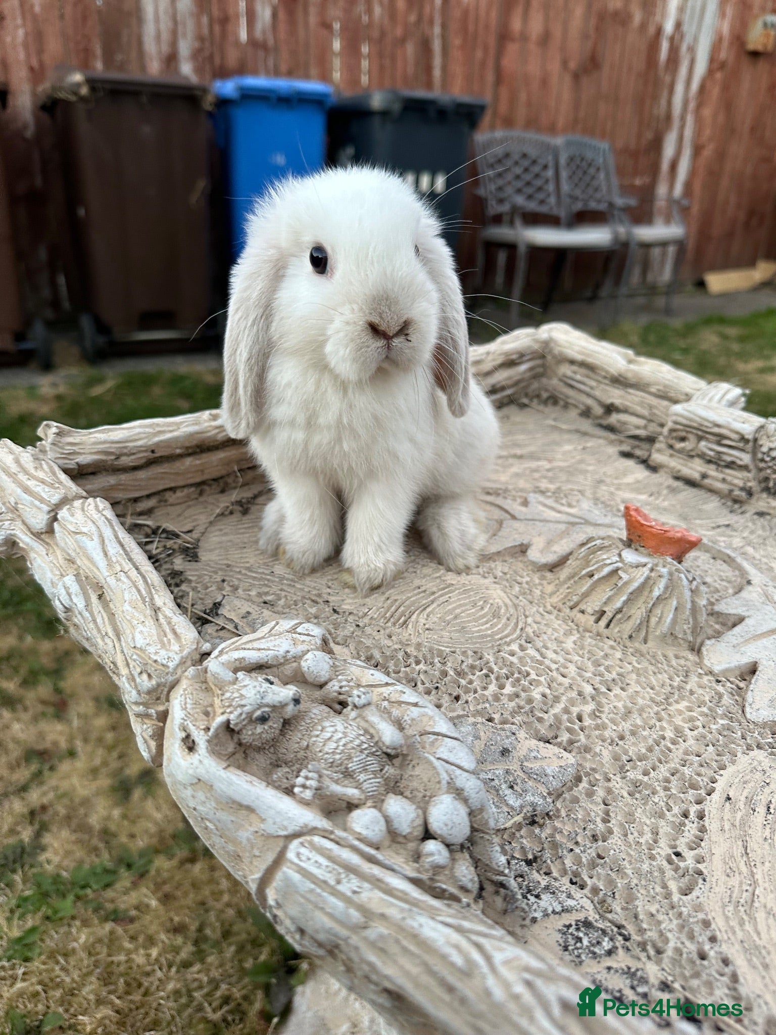 Mini Lop rabbits Mini lop bunny’s for sale  - Advert 1