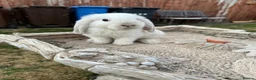 Mini Lop rabbits for sale: Mini lop bunny’s for sale  - Advert 1