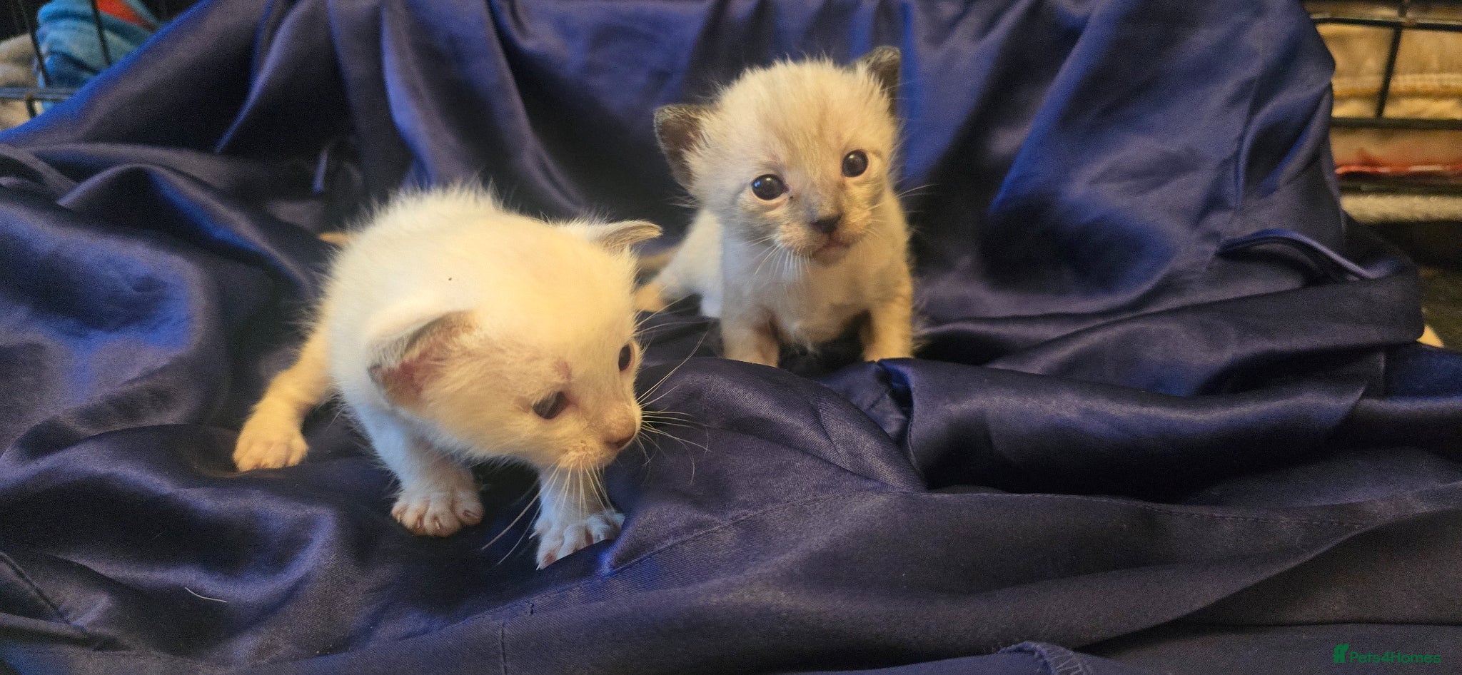 Siamese cats 5 Stunning Siamese Kittens 1girl&3boys available - Advert 4