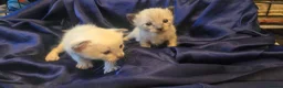 Siamese cats for sale: Stunning Siamese Kittens  - Advert 9