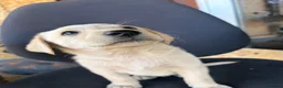 Labrador Retriever dogs for sale: Labrador puppies ready to go in a week - Advert 15