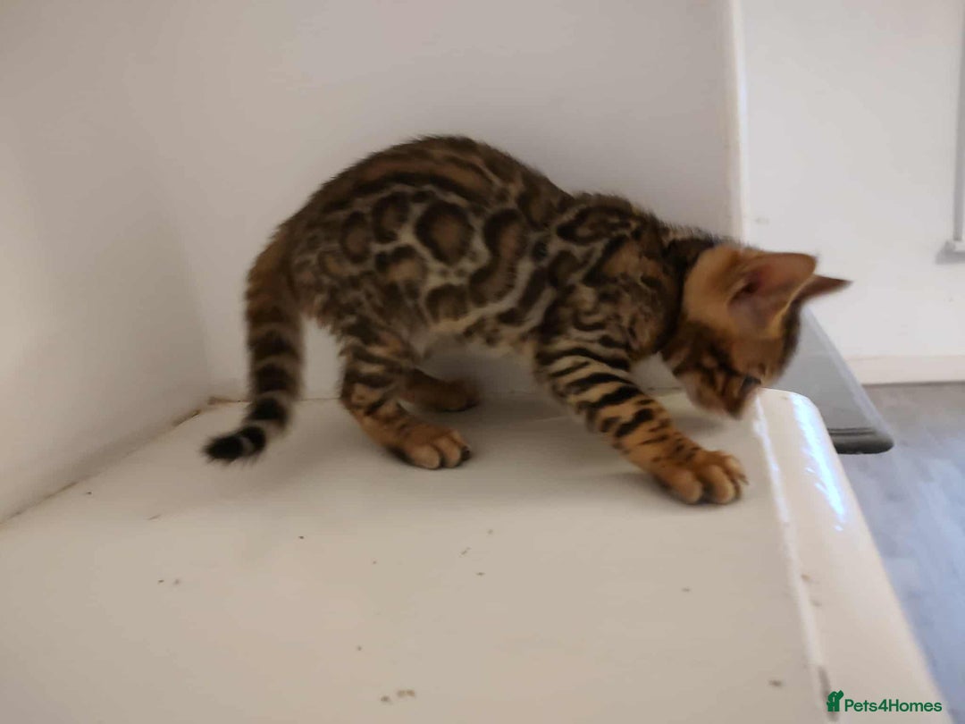 Bengal cats for sale: Gorgeous bengal kittens - Image 3
