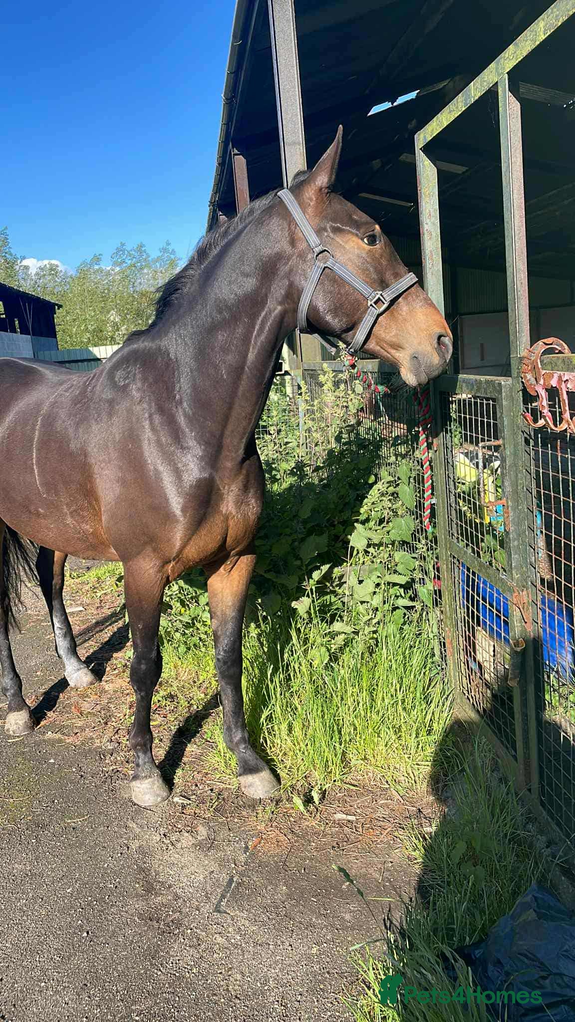 Trotter horses Rockets magic  - Advert 8