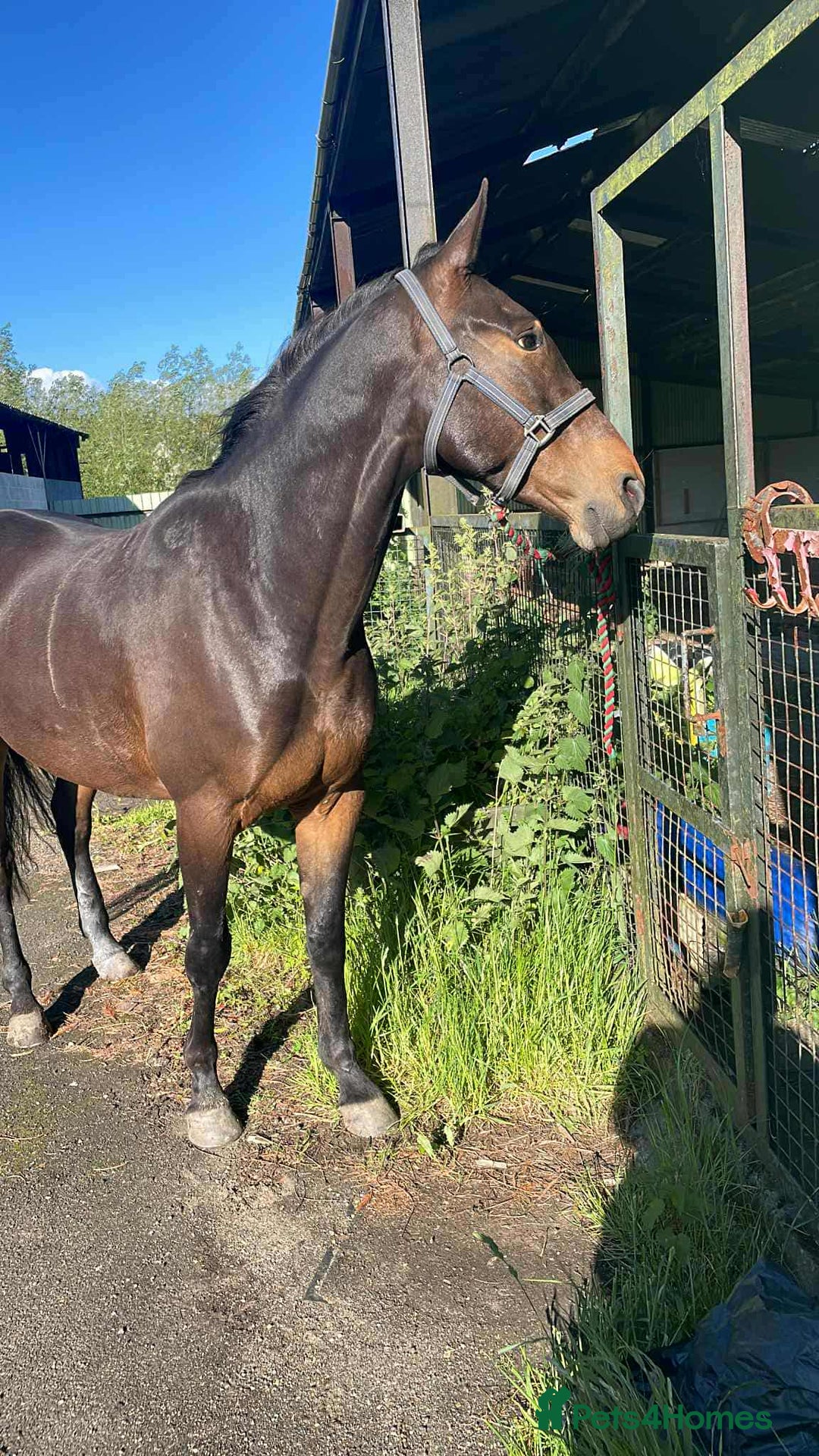 Trotter horses for sale: Rockets magic  - Advert 1