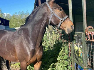 Trotter horses Rockets magic - Advert 1