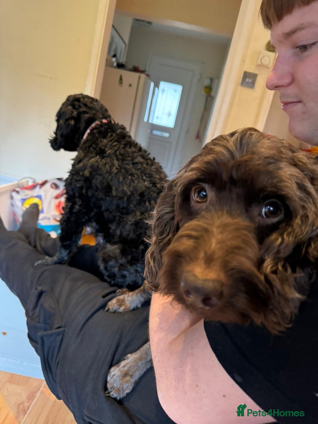 Sproodle dogs for sale: 10 FB2 sproodles puppies  - Image 7