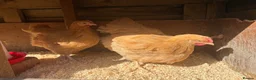 Chickens poultry for sale: Young Buff Orpington Cockerels for sale  in Bromsgrove - Advert 3