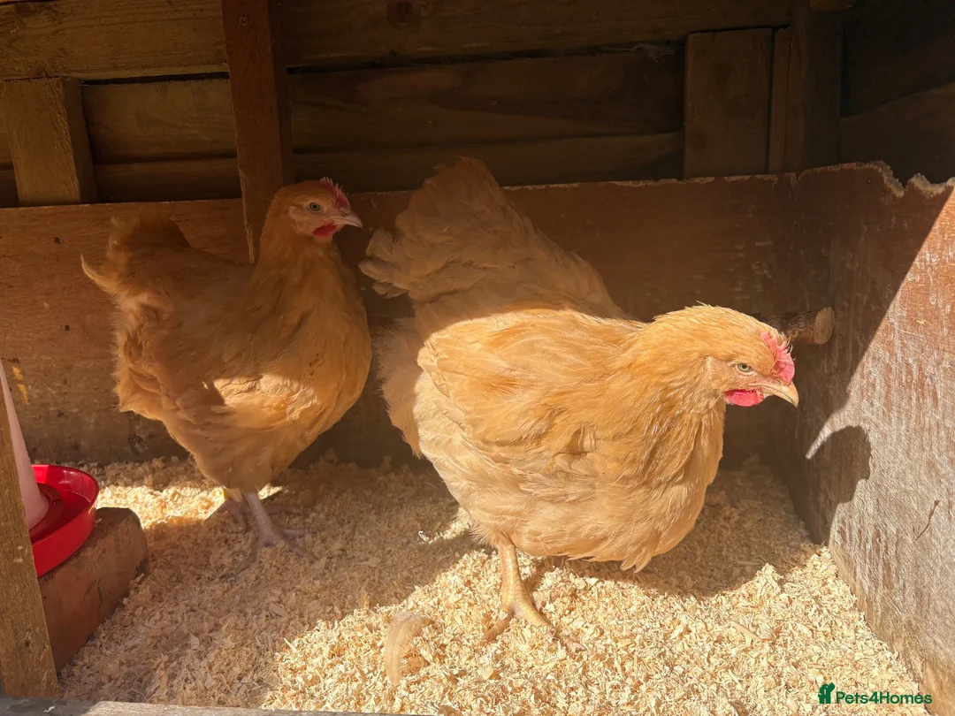 Chickens poultry for sale: Young Buff Orpington Cockerels for sale  in Bromsgrove - Advert 3