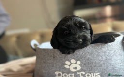 Cockapoo dogs for sale: Beautiful Cockerpoo puppies - Image 6